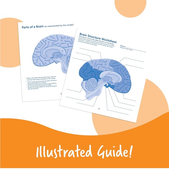 Brain model - Picture 2 of 6